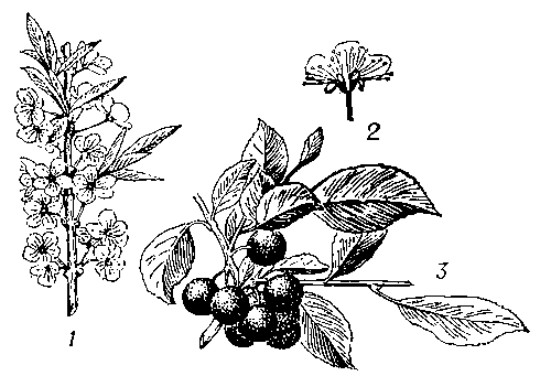 Тёрн: 1 — цветущая ветвь; 2 — цветок в разрезе (увеличено); 3 — ветвь с плодами.