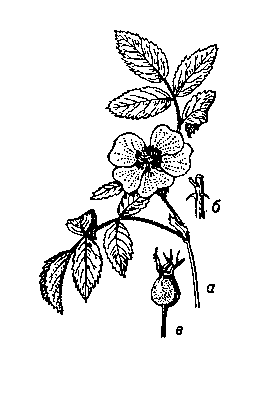 Шиповник коричный, или роза коричная: а — цветущая веточка; б — часть стебля с шипами; в — плод.