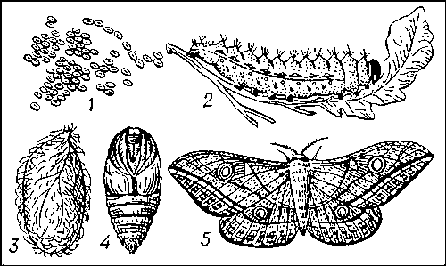 Дубовый шелкопряд: 1 — грена; 2 — гусеница; 3 — кокон; 4 — куколка; 5 — бабочка.