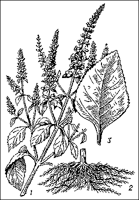 Базилик эвгенольный: 1 — верхняя часть цветущего побега; 2 — корень; 3 — лист.