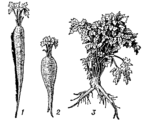 Сорта петрушки: корневой (1 — Бордовикская, 2 — Сахарная) и листовой (3 — Обыкновенная).