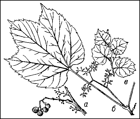 Девичий виноград триостренный: а — часть ветви с усиками и присосками; б — лист и соцветие (бутоны); в — часть неплодущего побега с листьями и усиками с присосками.