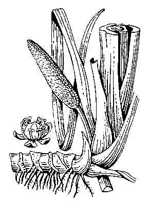 Аир (Acorus calamus): корневище с основанием стебля, соцветие и цветок.