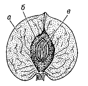 Костянка (однокосточковая) в разрезе: а — наружный и средний сочные слои околоплодника; б — внутренний слой околоплодника из каменистых клеток; в — семя.