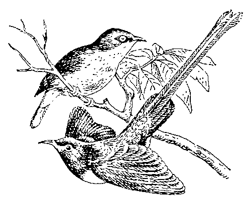 Металлическая нектарница; самец (внизу) и самка (наверху).