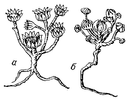 Иерихонская роза (Odontospermum pygmaeum): а — с раскрытыми, б — с закрытыми корзинками.