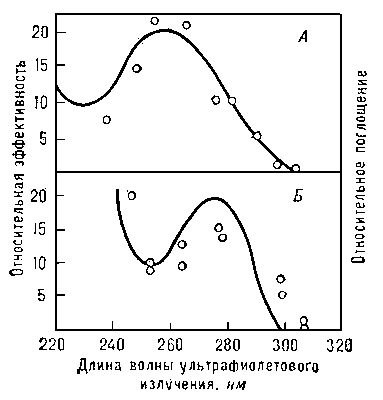 Рис. 2. Спектры действия ультрафиолетового излучения на некоторые биологические объекты: А — возникновение мутаций в пыльцевых зернах кукурузы (кружки) и спектр поглощения нуклеиновых кислот (сплошная кривая); Б — иммобилизация (прекращение движения) парамеций (кружки) и спектр поглощения альбумина (сплошная кривая).