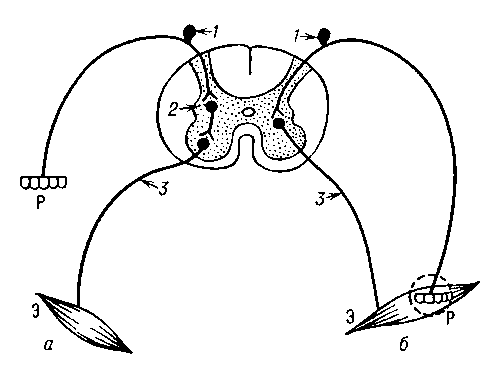Рис. 3. Схема дивергенции (а) и конвергенции (б) нервных путей в спинном мозге: 1 — афферентный нейрон; 2 — интернейрон; 3 — эфферентный нейрон.