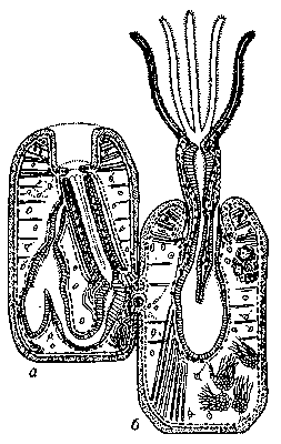 Рис. 2. Схема двух зооидов: а — со втянутым полипидом; б — с высунувшимся полипидом.