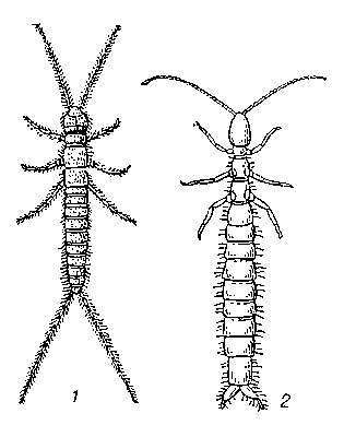 Двухвостки: 1 — Campodea staphylinus; 2 — Japyx ghilarovi.
