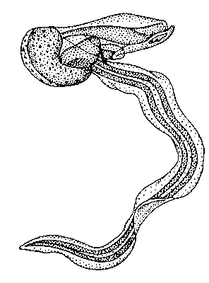 Аппендикулярия Falia ethiopica (вынутая из «домика»).