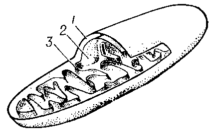 Рис. 1. Схема строения митохондрии: 1 — наружная мембрана; 2 — внутренняя мембрана; 3 — кристы.