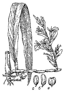 Кардамон: часть корневища с цветоносным побегом и лист; а, б, в — плоды.