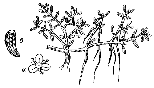 Повойничек трёхтычинковый (Elatine triandra); а — цветок; б — семя.