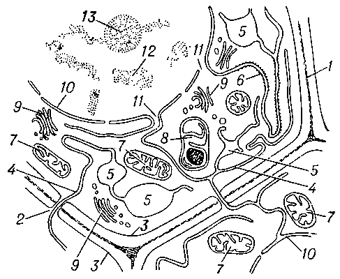 Рис. 2. Схема строения клетки образовательной ткани (меристемы) растения: 1 — клеточная стенка; 2 — плазмодесмы; 3 — плазматическая мембрана; 4 — эндоплазматическая сеть; 5 — вакуоли; 6 — рибосомы; 7 — митохондрии; 8 — пластида; 9 — комплекс Гольджи; 10 — оболочка ядра; 11 — поры в ядерной оболочке; 12 — хроматин; 13 — ядрышко.