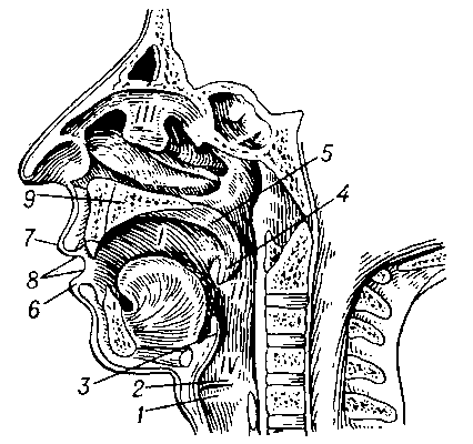 Органы речи. I — полость рта; II — глотка, или фаринкс; III — полость носа; IV — гортань; 1 — истинные голосовые связки; 2 — ложные голосовые связки; 3 — надгортанник; 4 — язычок (увула); 5 — мягкое нёбо и нёбная занавеска; 6 — нижняя губа; 7 — верхняя губа; 8 — зубы; 9 — твёрдое нёбо.