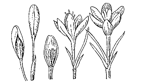 Рис. 3. Термонастические движения цветков кактуса: слева — на холоде; справа — в тепле.