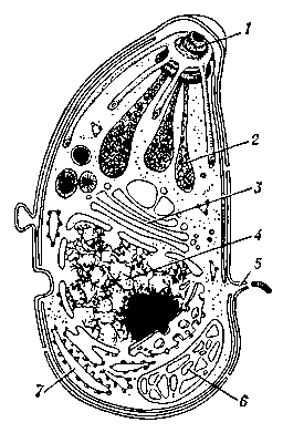 Рис. 2. Схема субмикроскопического строения Toxoplasma gondii: 1 — коноид — опорное образование; 2 — роптрии, содержат вещество, способствующее проникновению паразита в клетку хозяина; 3 — аппарат Гольджи; 4 — ядро; 5 — ультрацитостом (пора); 6 — митохондрия; 7 — шероховатый эндоплазматический ретикулум, несущий рибосомы.