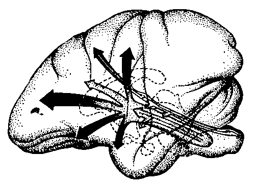 Рис. 2. Изображение мозга обезьяны (вид сбоку), иллюстрирующее восходящую ретикулярную формацию в средней части ствола мозга, получающую коллатерали от афферентных путей и широко проецирующуюся на различные области коры.