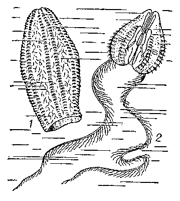 Гребневики: 1 — Beroё ovata; 2 — Cydippe.