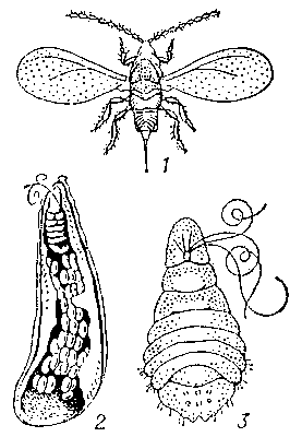 Яблонная запятовидная щитовка: 1 — самец; 2 — щиток самки снизу (видно тело самки и отложенные ею яйца); 3 — самка, извлечённая из-под щитка.