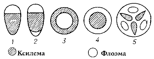 Проводящие пучки растений (схема): 1 — коллатеральный; 2 — биколлатеральный; 3 — концетрический амфивазальный; 4 — концетрический амфикрибральный; 5 — радиальный.