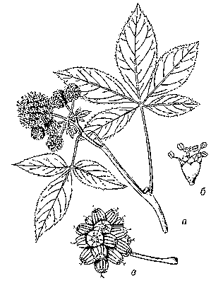 Акантопанакс сидячецветковый: а — часть побега с соцветием; б — цветок; в — плоды.