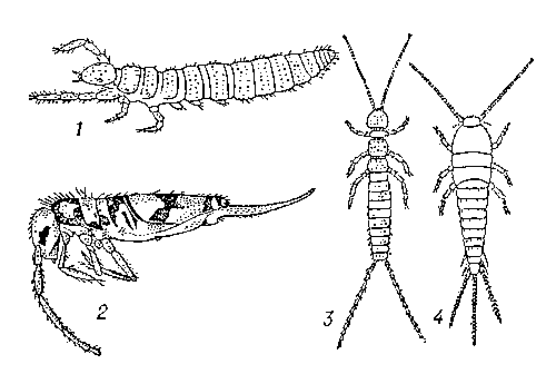 Аптериготы: 1 — Eosentomon transitorum (отр. бессяжковые); 2 — Entomobrya pulchella (отр. ногохвостки); 3 — Campodea plusiochaeta (отр. двухвостки); 4 — Lepisma saccharina (отр. щетинохвостки).