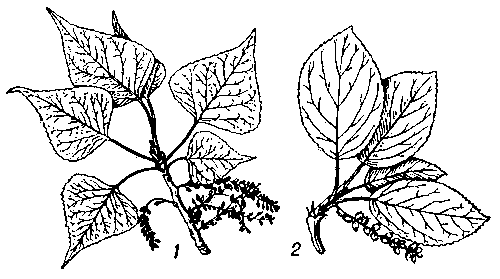 Ветви с плодами тополя: 1 — чёрного, или осокоря; 2 — душистого.