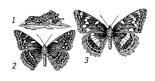 Тополевый ленточник: 1 — гусеница; 2 — бабочка, самец; 3 — самка.