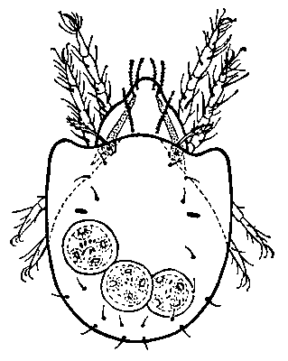 Клещ Scheloribates laevigatus с 3 зародышами (цистицеркоидами) ленточного червя Moniezia expansa (схема).