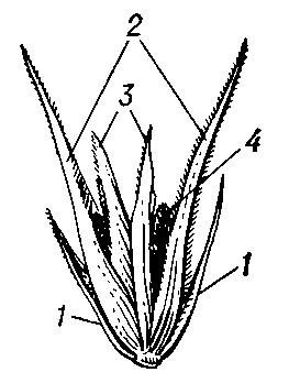 Рис. 2. Колосок ржи: 1 — колосовые чешуи; 2 — наружные цветковые чешуи; 3 — внутренние цветковые чешуи; 4 — зерно.