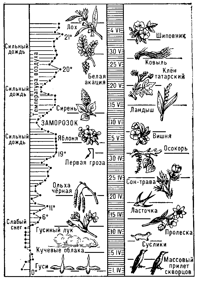 Учебное пособие: Методика проведения фенологических наблюдений в