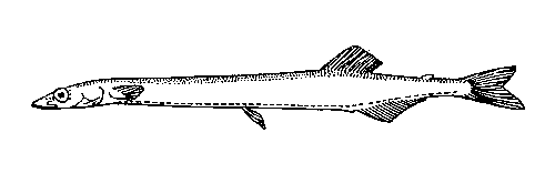 Лапша-рыба (самка).