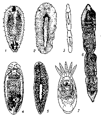 Ресничные черви: 1 — отряд бескишечные (Childia groenlandica); 2 — отряд поликладиды (Stylochus pilidium); 3 — отряд катенулиды (Catenula lemnae), цепочка из двух делящихся особей; 4 — отряд пролецитофоры (Monoophorum calinosum); 5 — отряд сериаты (Dendrocoelum lacteum): 6 — отряд макростомиды (Microstomum lineare), цепочка из нескольких делящихся особей; 7 — отряд темноцефалиды (схема строения). Все изображения увеличены.