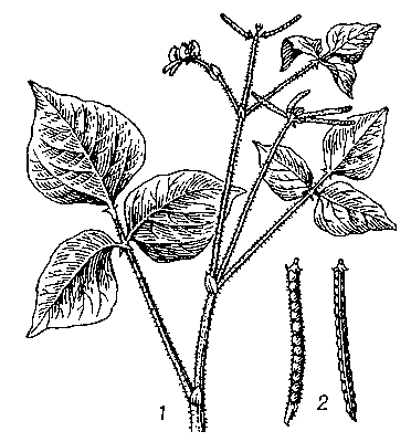 Маш: 1 — верхняя часть растения; 2 — бобы.