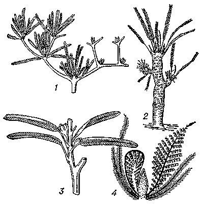 Беннеттиты: 1 — виландиэлла; 2 — вильямсония; 3 — вильямсониэлла; 4 — цикадеоидеа (цветок).