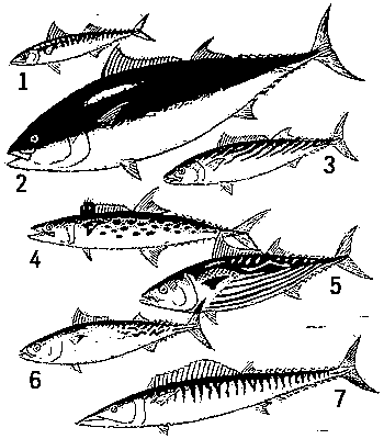 Скумбриевые: 1 — скумбрия; 2 — синеперый тунец; 3 — пеламида; 4 — королевская макрель; 5 — полосатый тунец; 6 — макрелевый тунец; 7 — ваху.