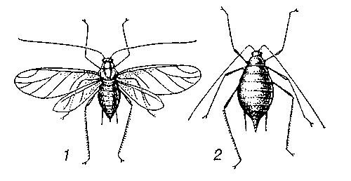 Гороховая тля: 1 — крылатая самка; 2 — бескрылая самка.