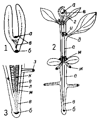 Меристематические ткани: 1 — в зародыше семени, 2 — в проростке растения, 3 — в кончике корня; а — верхушечная меристема побега, б — верхушечная меристема корня, в — прокамбий, г — интеркалярная меристема листа, д — интеркалярная меристема побега, е — камбий, ж — верхушечная меристема придаточного корня, з — верхушечная меристема бокового корня, и — верхушечная меристема пазушной почки, к — ксилема, л — перицикл, м — флоэма.