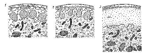 Последовательные стадии кортикальной реакции (схема): 1 — зрелое яйцо до начала реакции; 2 — выделение содержимого кортекальных телец; 3 — содержимое кортикальных телец выделено и образовано приветеллиновое пространство; жг — желточные гранулы; кт — кортикальные тельца; м — митохондрии; мв — микроворсинки; пп — перивителлиновое пространство; яо — яйцевая оболочка.