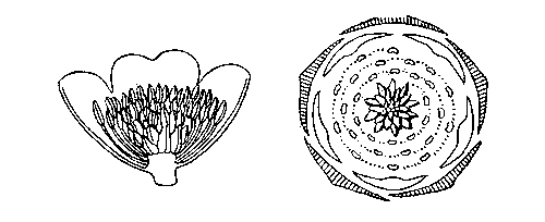 Ациклический цветок магнолии в разрезе (слева) и диаграмма ациклического цветка.