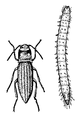 Полосатый щелкун (Agriotes lineatus) и его личинка.