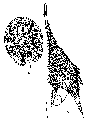 Панцирные жгутиконосцы: а — Gyrodinium pavillardi; б — Ceratium hirudinella.