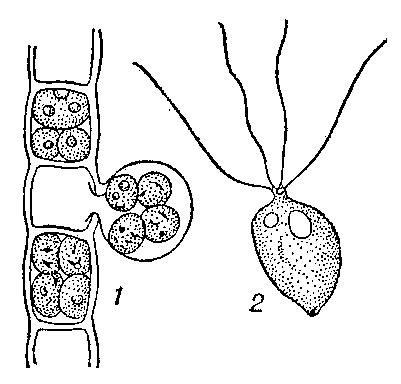 1 — образование зооспор в вегетативной нити водоросли улотрикс; 2 — зооспора улотрикса.