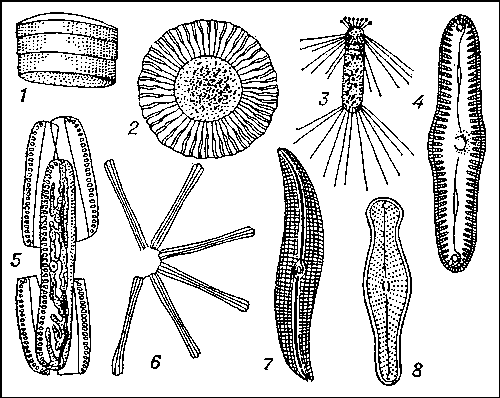 Диатомовые водоросли: 1 — Ethmodiscus gazellae; 2 — Planktoniella sol; 3 — Corethron valdiviae; 4 — Pinularia viridis; 5 — Surirella saxonica (образование ауксоспор); 6 — Asterionella gracillima; 7 — Pleurosigma attenuatum; 8 — Didymosphenia geminata.
