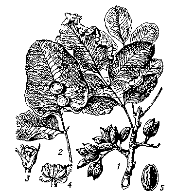 Фисташка настоящая: 1 — ветвь со зрелыми плодами и краевыми галлами на листьях; 2 — часть листа с ореховидными галлами; 3 — пестичный цветок; 4 — тычиночный цветок; 5 — плод с удалённой створкой.