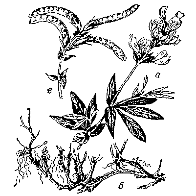 Термопсис ланцетный: а — верхняя часть растения; б — корневище и основания стеблей; в — ветвь с плодами.