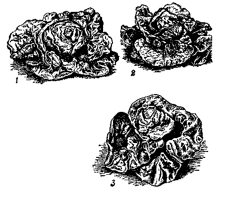 Сорта салата: 1 — Майский; 2 — Каменная головка желтая; 3 — Беттнера.