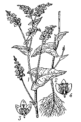 Гречиха посевная: 1 — верхняя часть растения; 2 — корень; 3 — длинностолбчатый цветок (в разрезе); 4 — короткостолбчатый цветок (в разрезе).